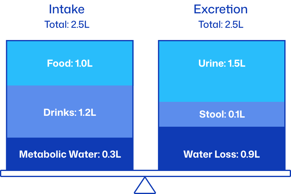 Daily water intake and excretion balance chart